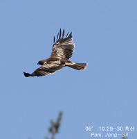 Booted Eagle.1029-30-1.jpg