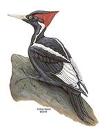 ivory billed woodpecker.jpg