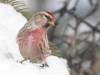 redpoll569.jpg