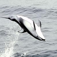 dolphin pacificws.jpg