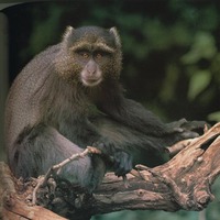 vervet-monkey.jpg