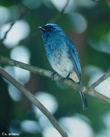 indigo-flycatcher-ca.jpg
