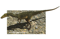 Compsognathus.jpg
