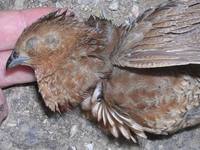 brown quail at susteran ct.jpg