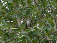 Common cuckoo Cuculus canorus.jpg