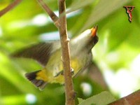 Bird019-F Orange-bellied Flowerpecker.jpg