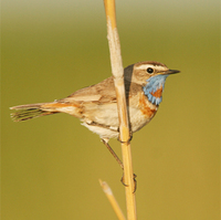 bluethroat-kaz-2007.jpg