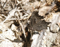 polygonia progne0049.jpg