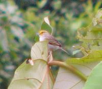 yellow-browed-sparrow.jpg