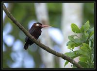 39846996.WhiteearedJacamar2.jpg