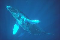 species humpback whale.jpg