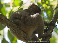Hapalemur simus, mother and infant, Greater Bamboo Lemur,I PCW10.jpg