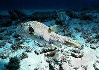 puffer w spotted openwater.jpg