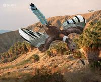 Archaeopteryx1.jpg