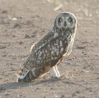 short-eared-owl-kaz.jpg