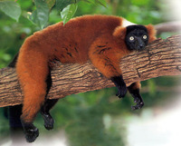 redruffed-lemur.jpg