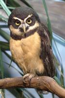 spectacled owl f.jpg