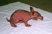 two day old baby aardvark.JPG