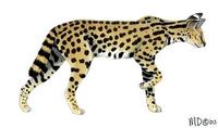 Leptailurus serval.jpg