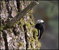 whiteheadwoodpecker.jpg