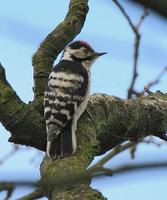 lesser-spotted-woodpecker-1.jpg