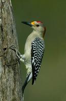 golden-fronted-Woodpecker-male-TX-279T9945.jpg