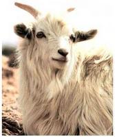 cashmere-goat.jpg