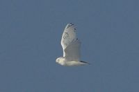 Snowy Owl 11408 D300 -4.jpg