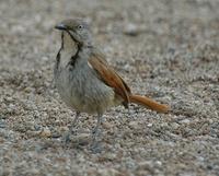 Collared Palm Thrush 2005-01-15-0140.jpg