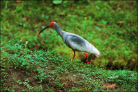 crested-ibis-1-wwf.jpg