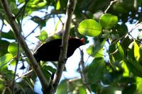 Helmeted manakin.jpg