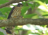 malaysian hawk cuckoo 9818 mc copy1.jpg
