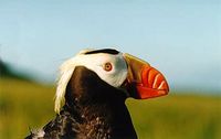 tufted puffin in hand kb.jpg