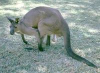 kangaroo3.jpg