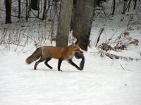 fox4small.jpg