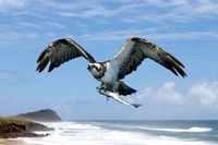 Osprey fraser Island Composite Image.jpg
