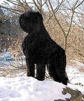 black russian terrier.jpg