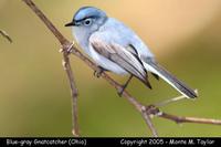 gnatcatcher blue-gray 1a.jpg