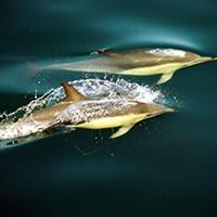 dolphin common.jpg