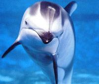 index dolphin.jpg