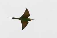 BC-Bee-eater.jpg