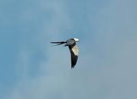 American Swallow-tailed Kite.jpg