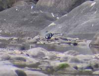 spotted forktail.jpg