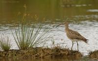 Whimbrel.jpg