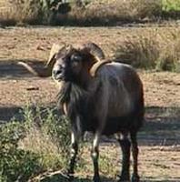 corsican-sheep175.jpg