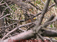 short tailed bush warbler 1.jpg