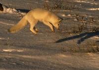 arctic fox jumping.jpg