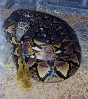 python reticulata.jpg