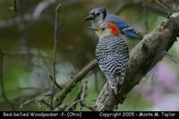woodpecker red-bellied f1a.jpg