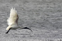 61474008.blackheadsd ibis  threskiornis melanocephalus  in flight.jpg